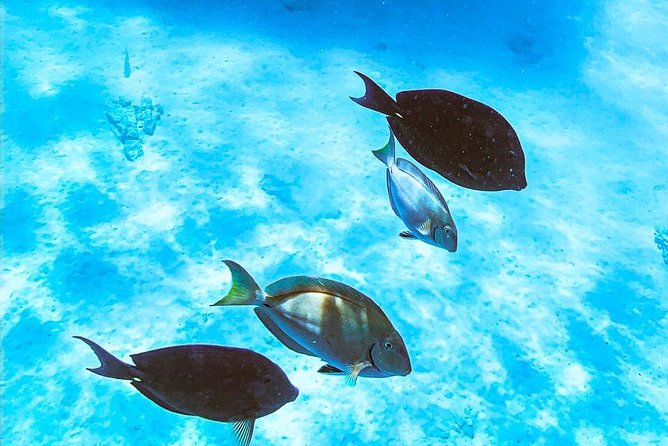 Adults Only Catalina Bay Small Group Snorkel & Sunset Sail - Snacks, Open Bar, and the Dutch Grilled-Cheese Factor