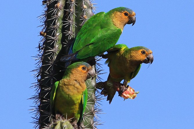 Arikok Adventurous Hiking Experience in Aruba - Key Things I’d Mark on Your Map