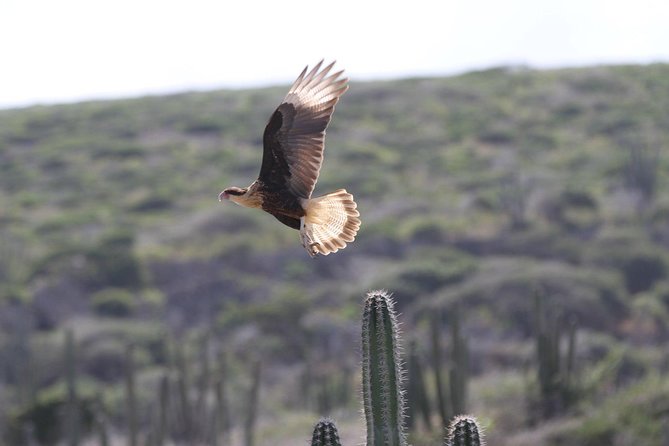 Arikok Adventurous Hiking Experience in Aruba - Ranger-Led Hike Through Aruba’s Largest Nature Reserve