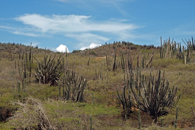 Arikok Adventurous Hiking Experience in Aruba - Wildlife Moments: What You Can Spot (and Why You Might Not)