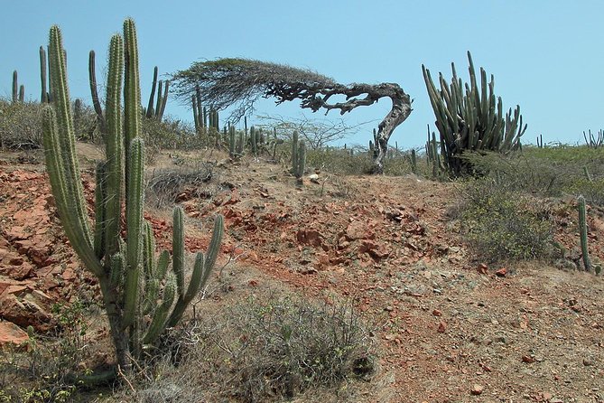 Arikok Adventurous Hiking Experience in Aruba - Guides and Group Pace: Expect Stops for Looking, Not Just Walking