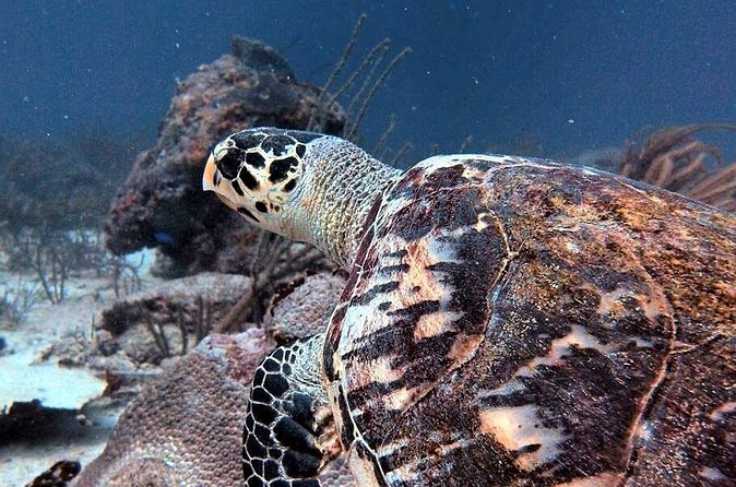 Aruba 1-Tank guided Dive for certified divers with rental equipment - Who this scuba outing suits best (and who should skip it)