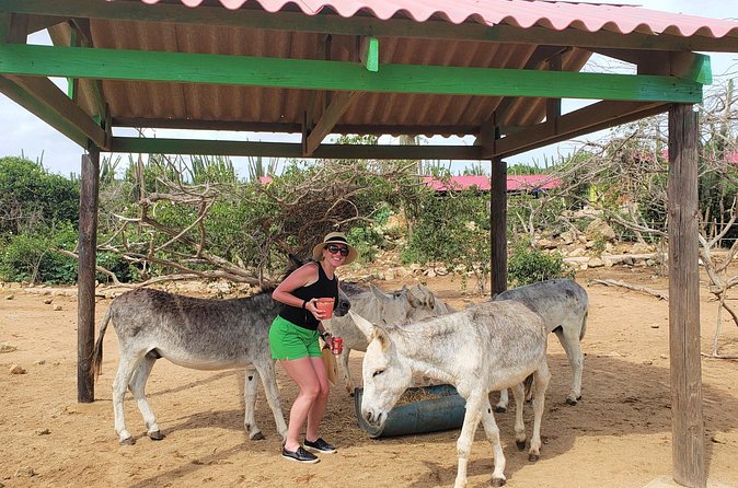 Aruba Baby Beach Express Tour - Transportation: pickup, ride comfort, and how the day moves