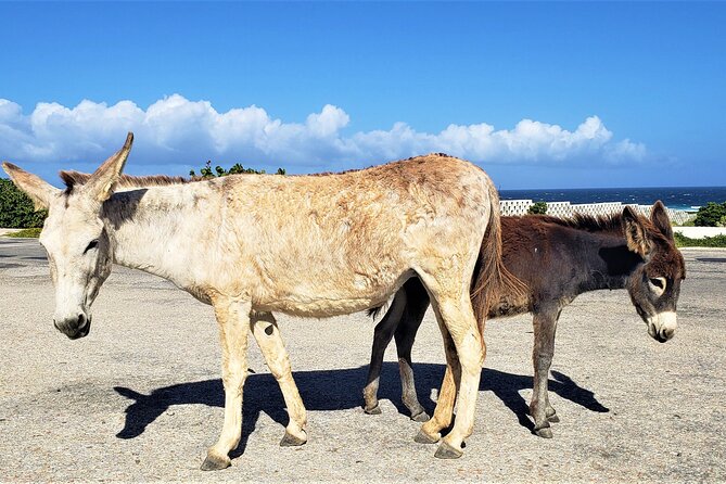 Aruba Baby Beach Express Tour - Guides and the Aruba story: what makes it feel personal