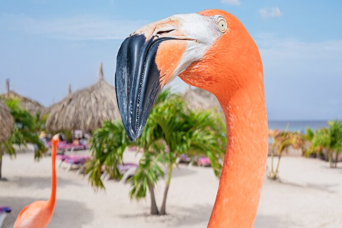 Aruba De Palm Island All-Inclusive Day Trip with Transport - Getting the Seating Right: Standard vs Premium and Why People Upgrade