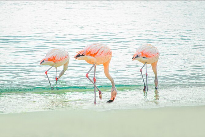 Aruba De Palm Island All-Inclusive Day Trip with Transport - Should You Book De Palm Island From Aruba?
