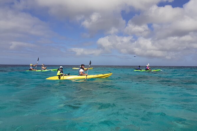 Aruba Glass Bottom Kayak Tour through the Mangrove Forest - Why Aruba’s glass-bottom kayak tour is a smart pick