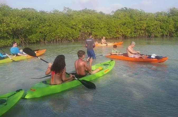 Aruba Glass Bottom Kayak Tour through the Mangrove Forest - Stop 3: Mangel Halto’s mangroves, coral, and return views