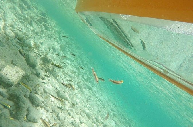 Aruba Glass Bottom Kayak Tour through the Mangrove Forest - Guides, safety, and how the plan adapts