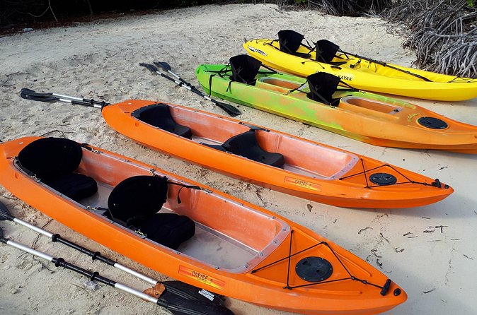 Aruba Glass Bottom Kayak Tour through the Mangrove Forest - Price and value: what $70 is buying you
