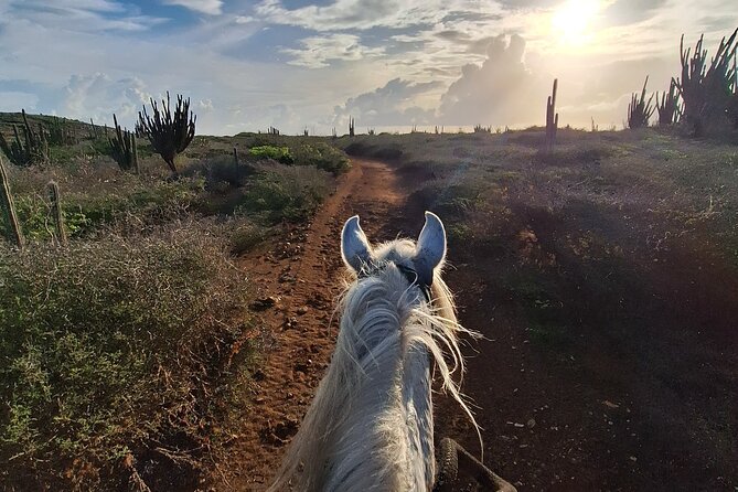 Aruba Horseback Riding Tour For Advanced Riders - Coast-and-beach time: pictures, sand expectations, and heat management