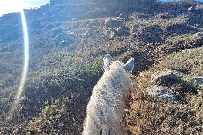 Aruba Horseback Riding Tour For Advanced Riders - Price and value: why $125 can feel fair (or not)