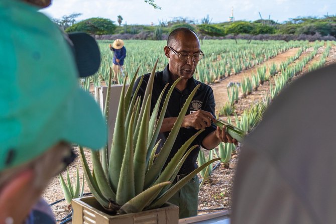 Aruba Island Sightseeing Tour Plus Arashi Beach Visit - Stop at the Aruba Aloe Factory: more than a gift-shop break
