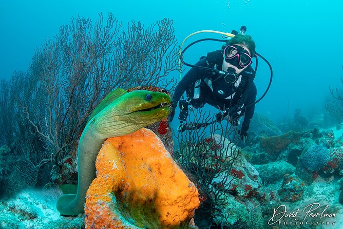 Aruba One or Two Tank Scuba Dive - Key takeaways before you go