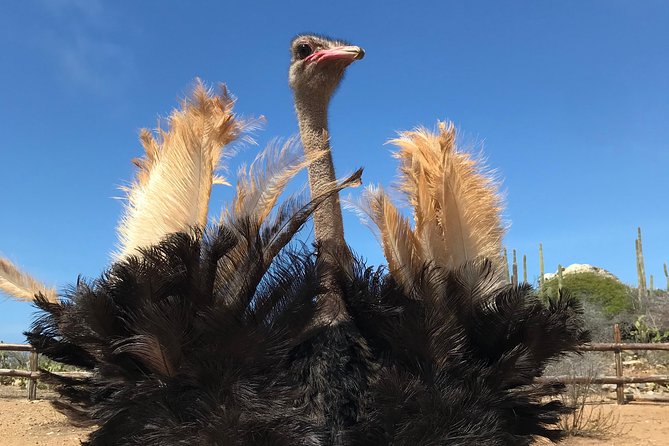 Aruba Ostrich Farm Tour with Lunch - Key Takeaways Before You Go