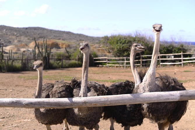 Aruba Ostrich Farm Tour with Lunch - Aruba Ostrich Farm: Meeting the Giants Up Close