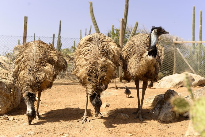 Aruba Ostrich Farm Tour with Lunch - Incubator, Hatchery, and Young Bird Pens