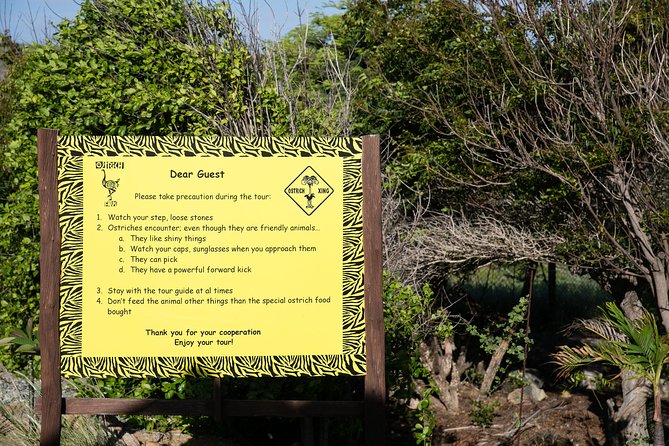 Aruba Ostrich Farm Tour with Lunch - Family-Friendly Aruba Stop: Kids, Feeding, and Keeping Expectations Real