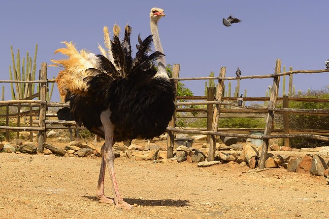 Aruba Ostrich Farm Tour with Lunch - Price and Logistics: Is It Worth $38?
