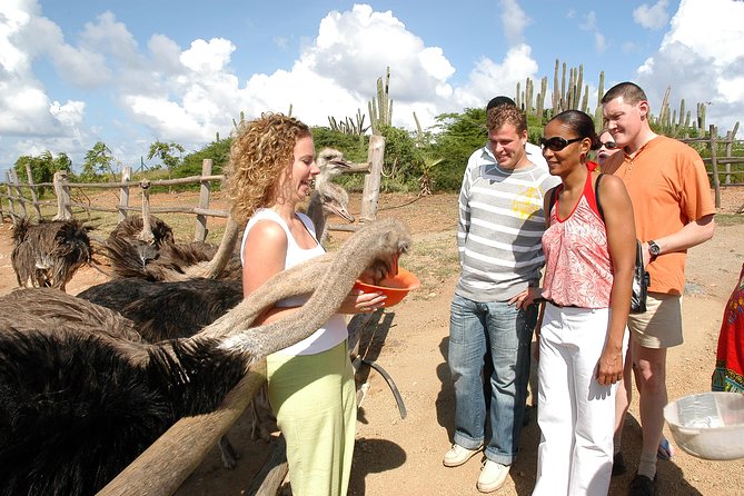 Aruba Ostrich Farm Tour with Lunch - What the 1.5-Hour Guided Tour Actually Covers