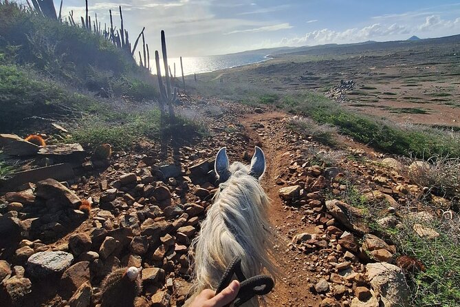 Aruba Private, 2 Hour Horseback Riding Tour For Advanced Riders - Wildlife spotting: chances are good, so keep your eyes up