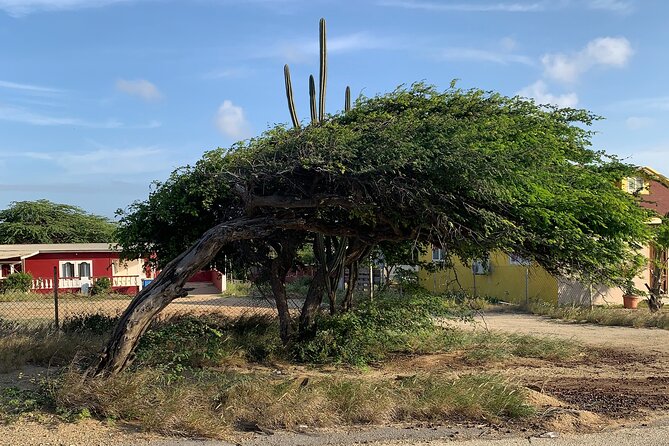 Aruba Private Island tour A/C Van - Donkey Sanctuary Aruba and the Beach Cruise Finale