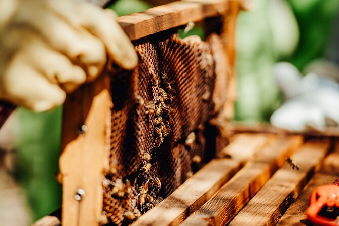 Aruba´s Bee Haven Private Adventure - Who should book this Aruba bee tour
