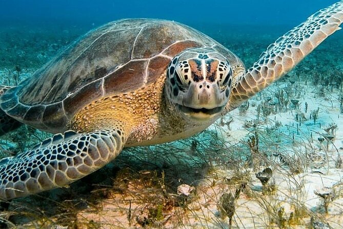 Aruba Seabob Scooter Reef Tour - Key highlights at a glance