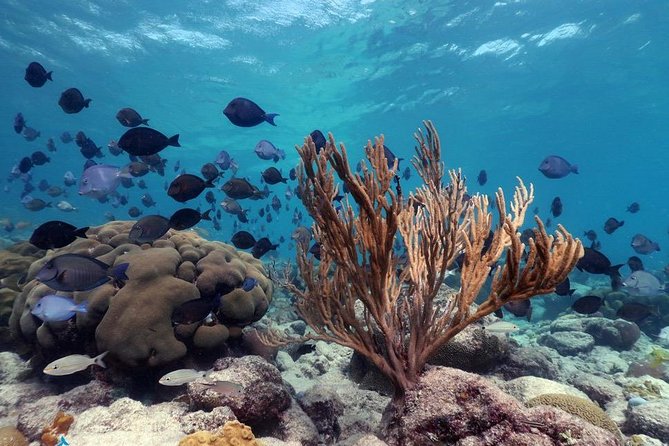 Aruba Snorkeling Tour: Mangel Halto and Baby Beach - Safety Style: Guides Who Stay Close
