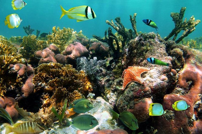 Aruba Snorkeling Tour: Mangel Halto and Baby Beach - How Much You’re Really Paying for $115