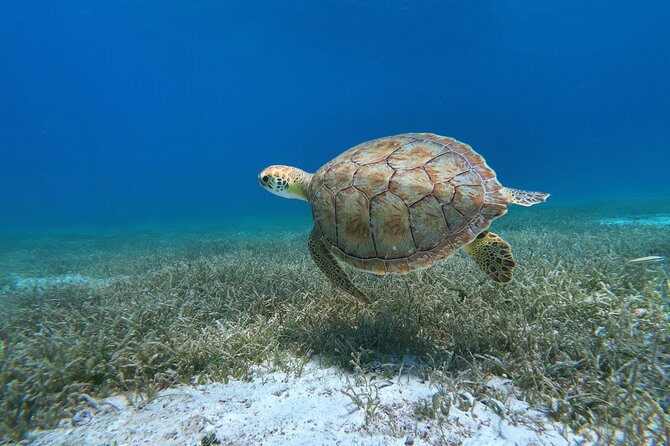 Aruba Turtle Spotting Snorkeling Adventure - Key Highlights You’ll Feel Immediately