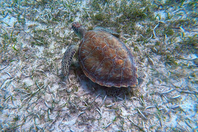 Aruba Turtle Spotting Snorkeling Adventure - What snorkel time looks like with sea turtles