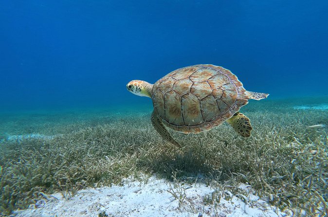 Aruba Turtle Spotting Snorkeling Adventure - Why the private feel (even with a “group” tour) matters