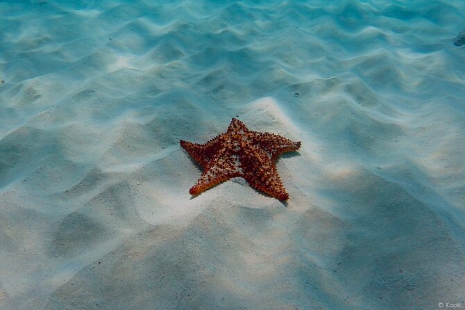 Aruba Turtle Spotting Snorkeling Adventure - Price and value: $75 per person in real-world terms