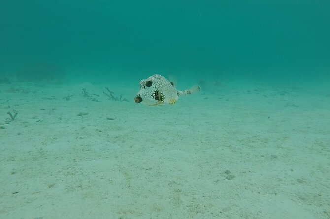 Aruba Turtle Spotting Snorkeling Adventure - Fitness, water comfort, and who should book