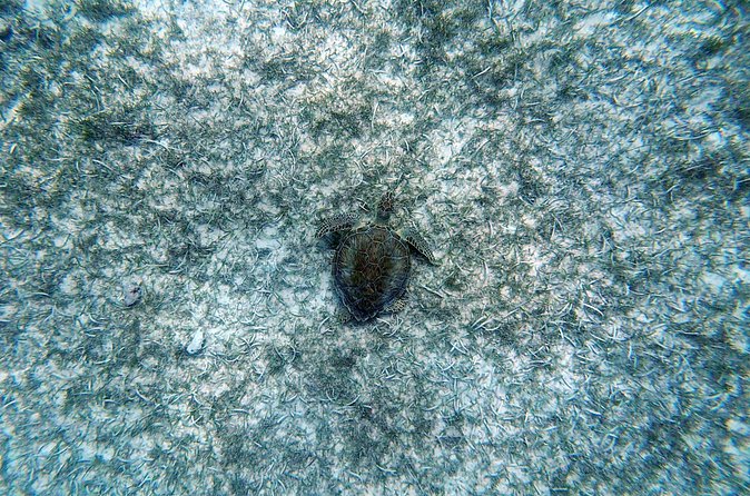 Aruba Turtle Spotting Snorkeling Adventure - Quick checklist before you go