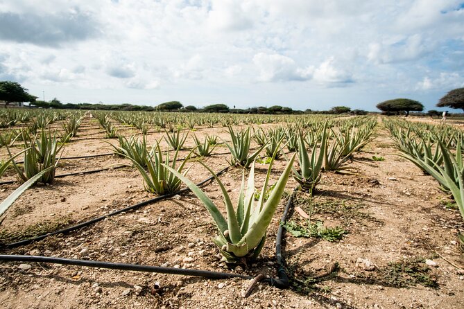 Aruban Roots 3 Hours Adventure by ATV & UTV with Kini Kini - Stop 1: Aruba Aloe Factory for a fast dose of island industry