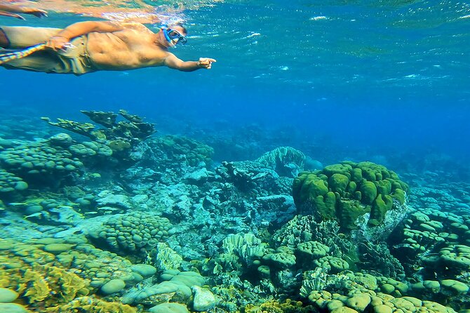 Blue Parrot Snorkel Sail with 4 course lunch or dinner in Aruba - Cruising Past Spanish Lagoon and Flamingo Island