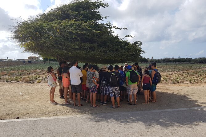 Full-Day Aruba Sightseeing island Tour with Baby Beach Swim - Baby Beach: why this is the main event