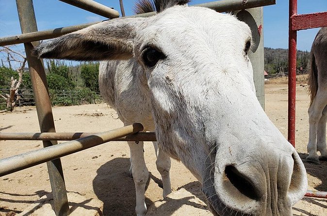 Half-Day Aruba Animal Sanctuary Guided Tour - Stop 2: Donkey Sanctuary Aruba and a volunteer mission