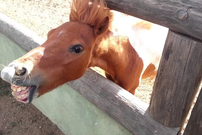 Half-Day Aruba Animal Sanctuary Guided Tour - Price and value: what $57 buys in Aruba