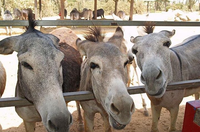 Half-Day Aruba Animal Sanctuary Guided Tour - Air-conditioning and hearing the guide: the one practical risk