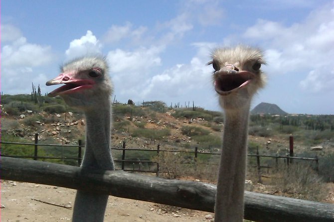 Half-Day Aruba Animal Sanctuary Guided Tour - Stop 1: Aruba Ostrich Farm and the joy of feeding flightless birds
