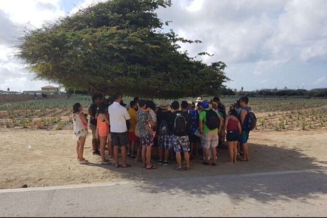 Half-Day Aruba Sightseeing Tour & Beach in an Air-condition Bus - Aruba in 5 Hours: The big picture