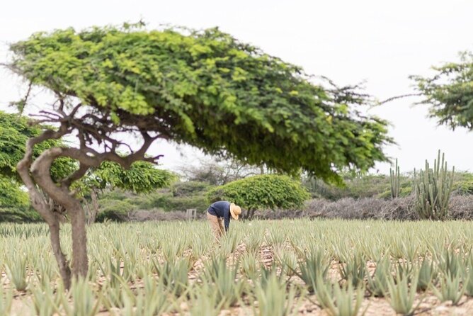 Half-Day Aruba Sightseeing Tour & Beach in an Air-condition Bus - Stop 5/6: Arashi Beach for snorkeling or Eagle Beach for swimming
