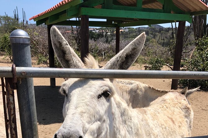 Half day Tour - Stop 1: Aruba Aloe Factory Museum and Store