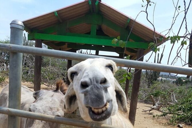 Half day Tour - Stop 2: National Archaeological Museum Aruba for Aruba’s Earliest Visitors