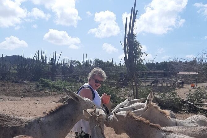 Half day Tour - Stop 3: Donkey Sanctuary Feeding and Photos