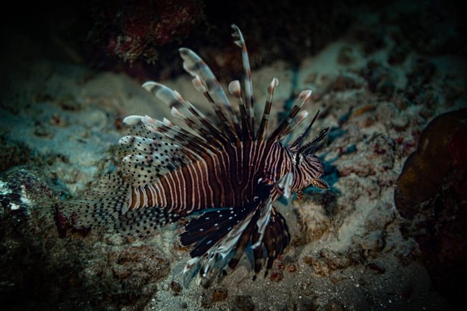 Night Shore Diving Mangel Halto Aruba for Certified Divers - Shore entry at Mangel Halto Reef and The Hole in the Wall