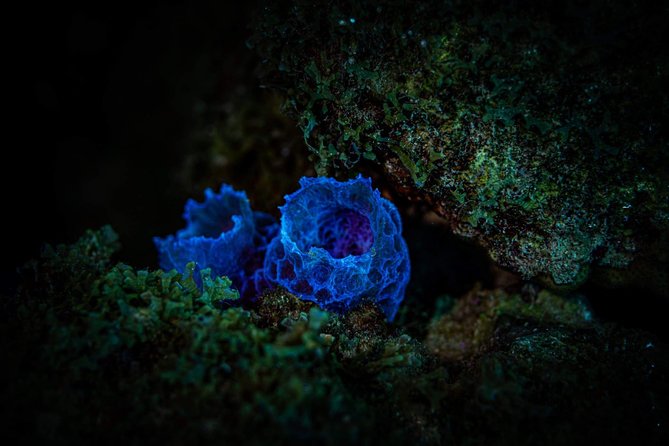 Night Shore Diving Mangel Halto Aruba for Certified Divers - What night conditions change for your underwater viewing